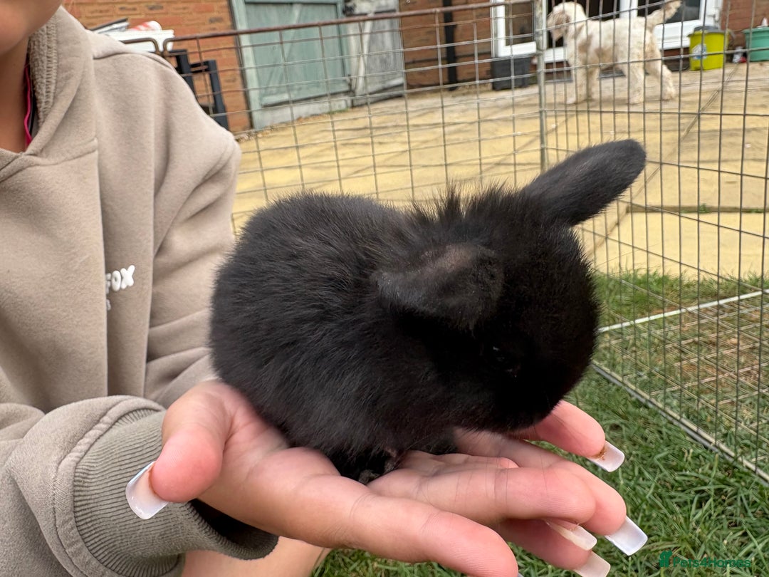 Mini Lop rabbits for sale: Adorable Baby Mini Lop Rabbits – Ready Soon! ✨🐰 - Image 8