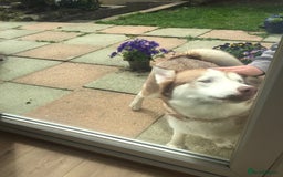 Siberian Husky dogs for sale: 4 year old femal husky  - Image 3