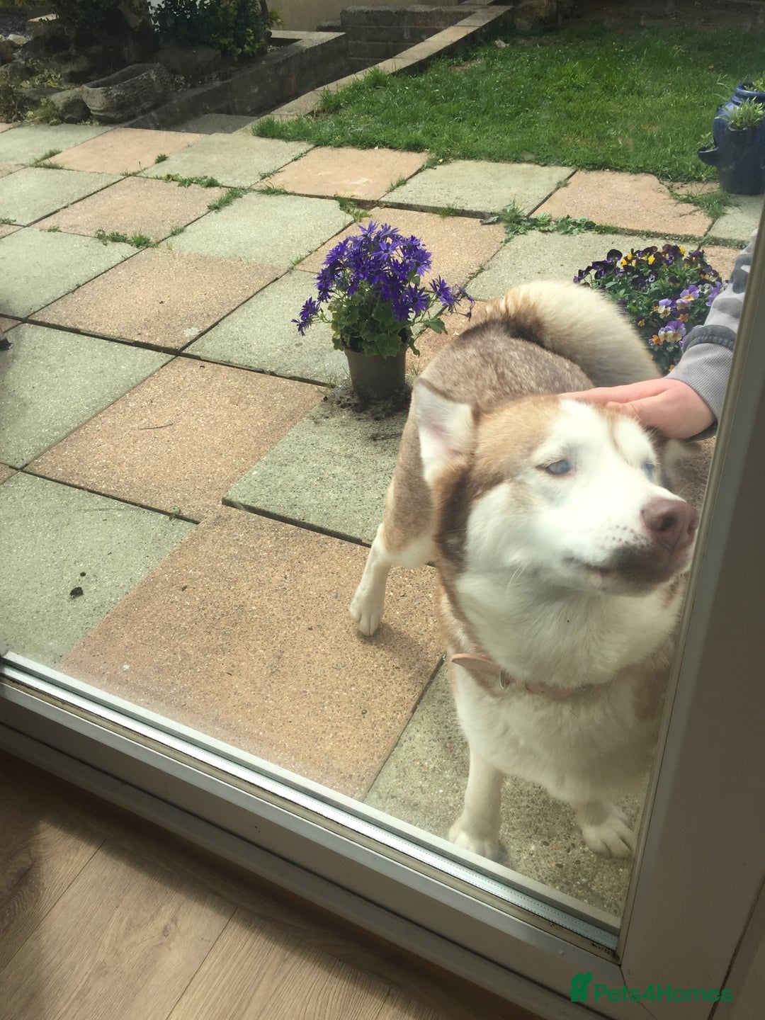 Siberian Husky dogs for sale: 4 year old femal husky  - Image 3