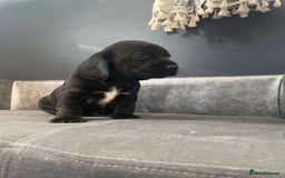 Mixed Breed dogs for sale: Docker puppy’s  - Image 6