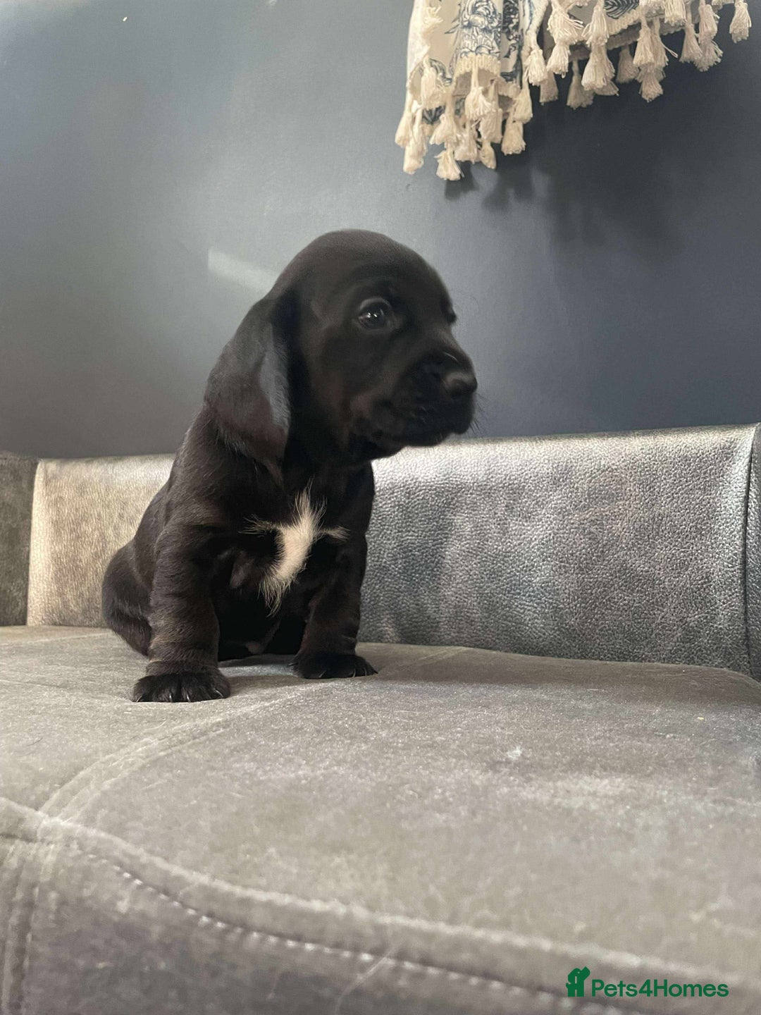 Mixed Breed dogs for sale: Docker puppy’s  - Image 6