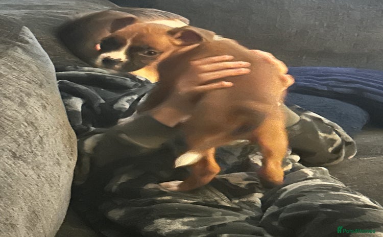 Boxer dogs - Advert 2