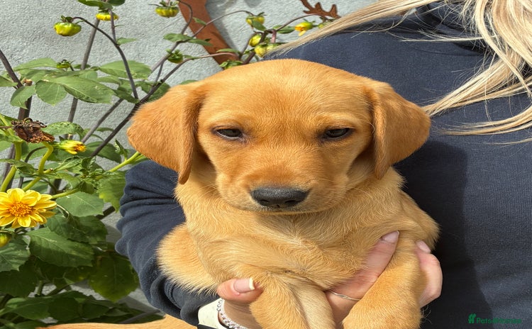 Labrador Retriever dogs - Advert 1