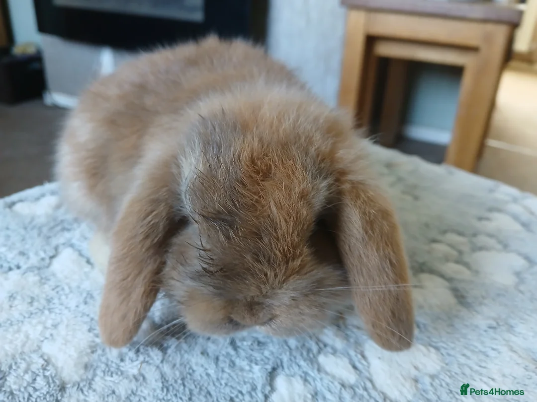 Mini Lop rabbits for sale: Stunning mini lop baby rabbit  - Advert 2