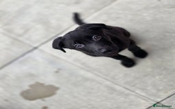 Mixed Breed dogs for sale: Beautiful black Belgain Malinois X Labrador  - Image 9