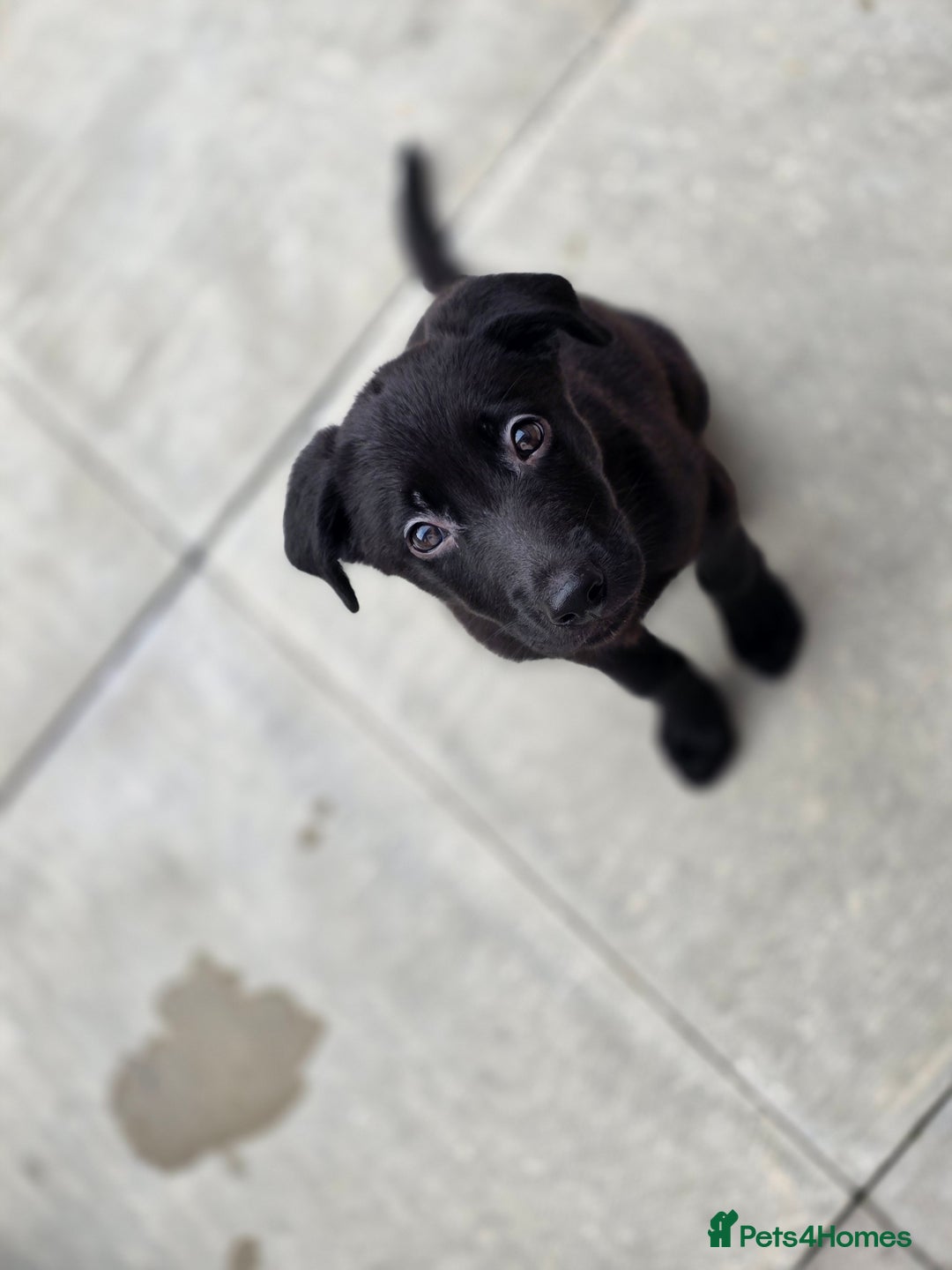 Mixed Breed dogs for sale: Beautiful black Belgain Malinois X Labrador  - Image 9