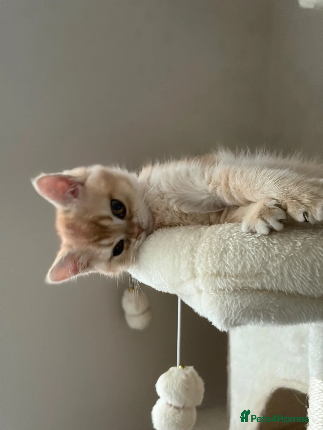 British Shorthair cats for sale: ⭐ ONLY ONE KITTEN LEFT! ⭐ - Advert 2