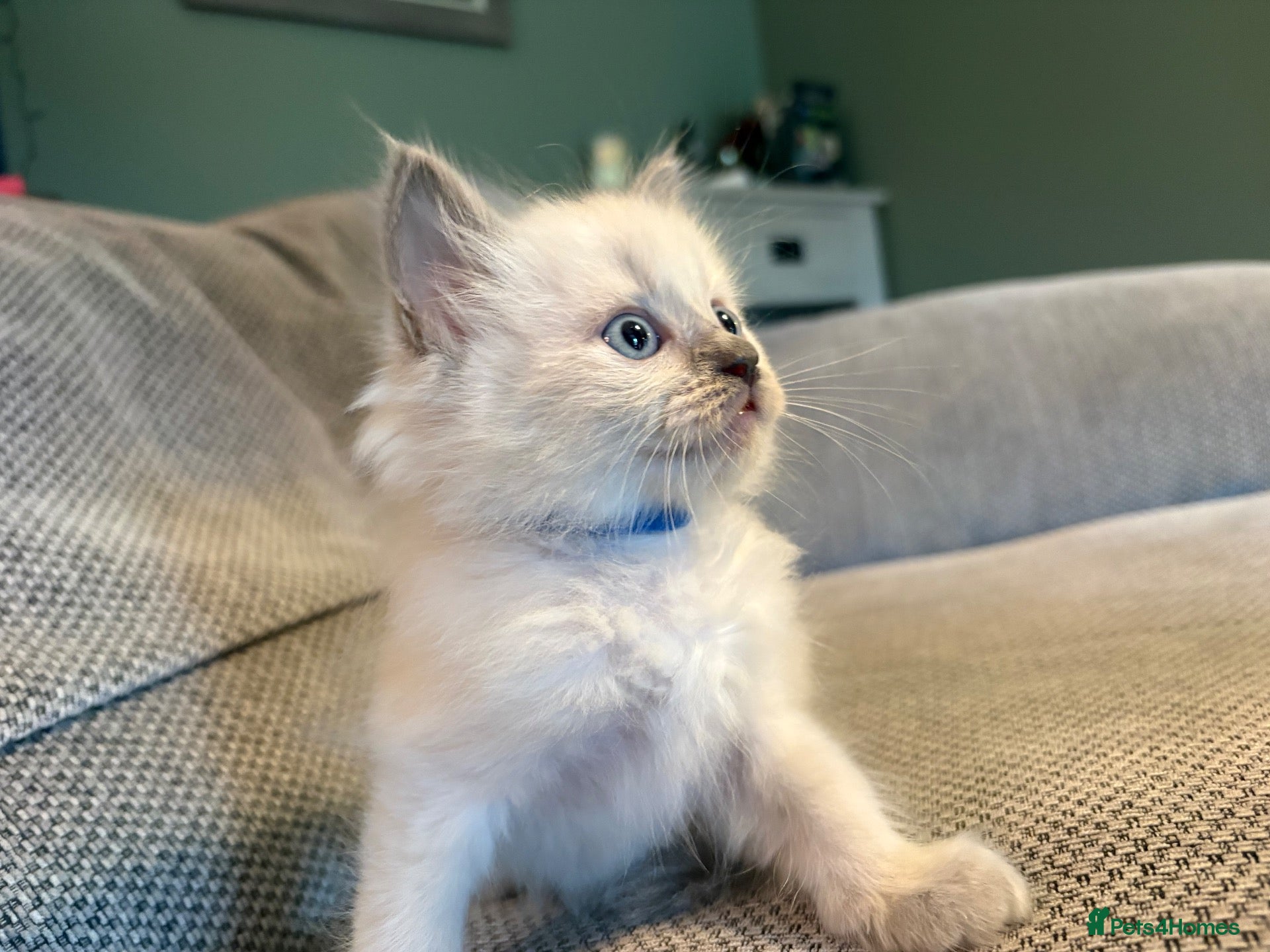 Ragdoll cats Three Stunning Blue Point Ragdoll Boys Available  - Advert 2