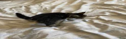 Maine Coon cats for sale: Maine coon kittens for sale  - Advert 4