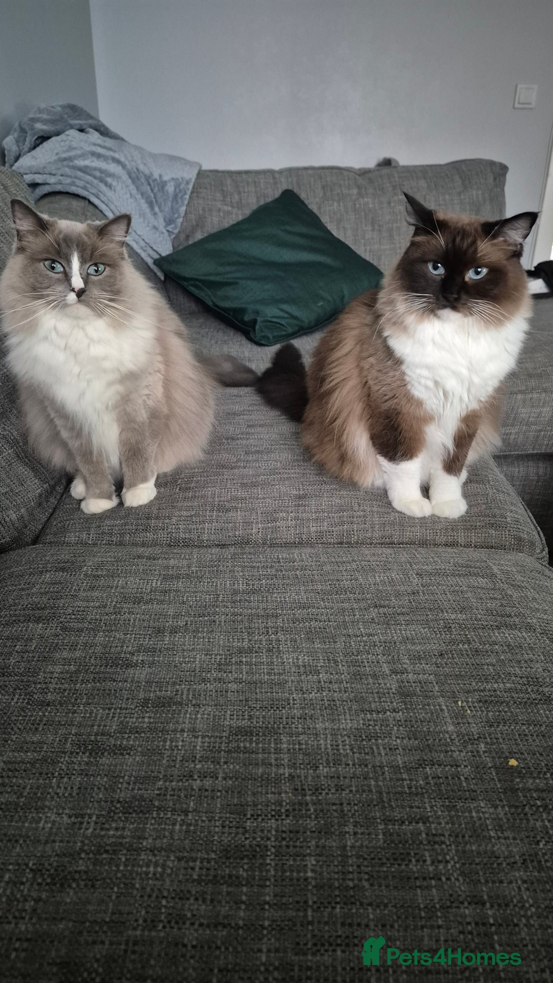 Ragdoll cats for sale: Two ragdoll females  - Image 8