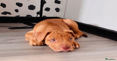 Mixed Breed dogs - Advert 2