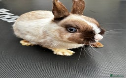 Netherland Dwarf rabbits for sale: Female and male rabbits - Image 3