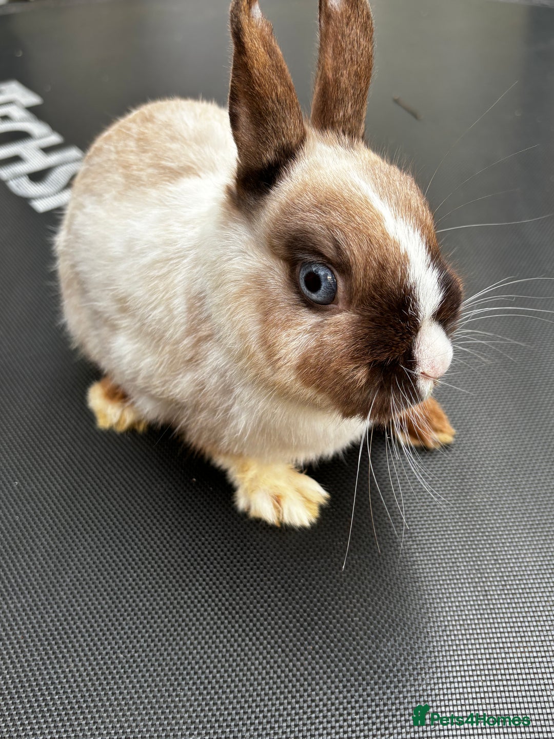 Netherland Dwarf rabbits for sale: Female and male rabbits - Image 3