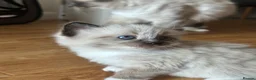 Mixed Breed cats for sale: Mixed Breed Siamese Kittens - Advert 20