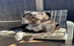 Mixed Breed dogs for sale: Bulldog x Staffie for rehoming.  - Image 22