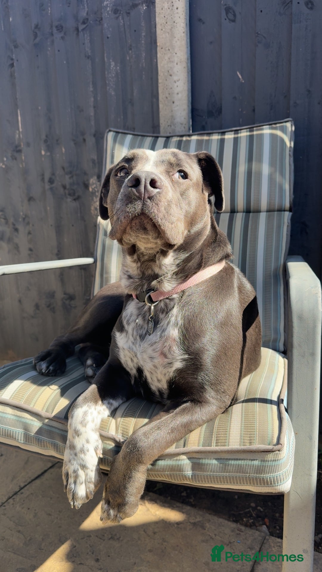 Mixed Breed dogs for sale: Bulldog x Staffie for rehoming.  - Image 22