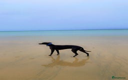 Whippet dogs for stud: Striking blue whippet stud in Banbury - Image 4