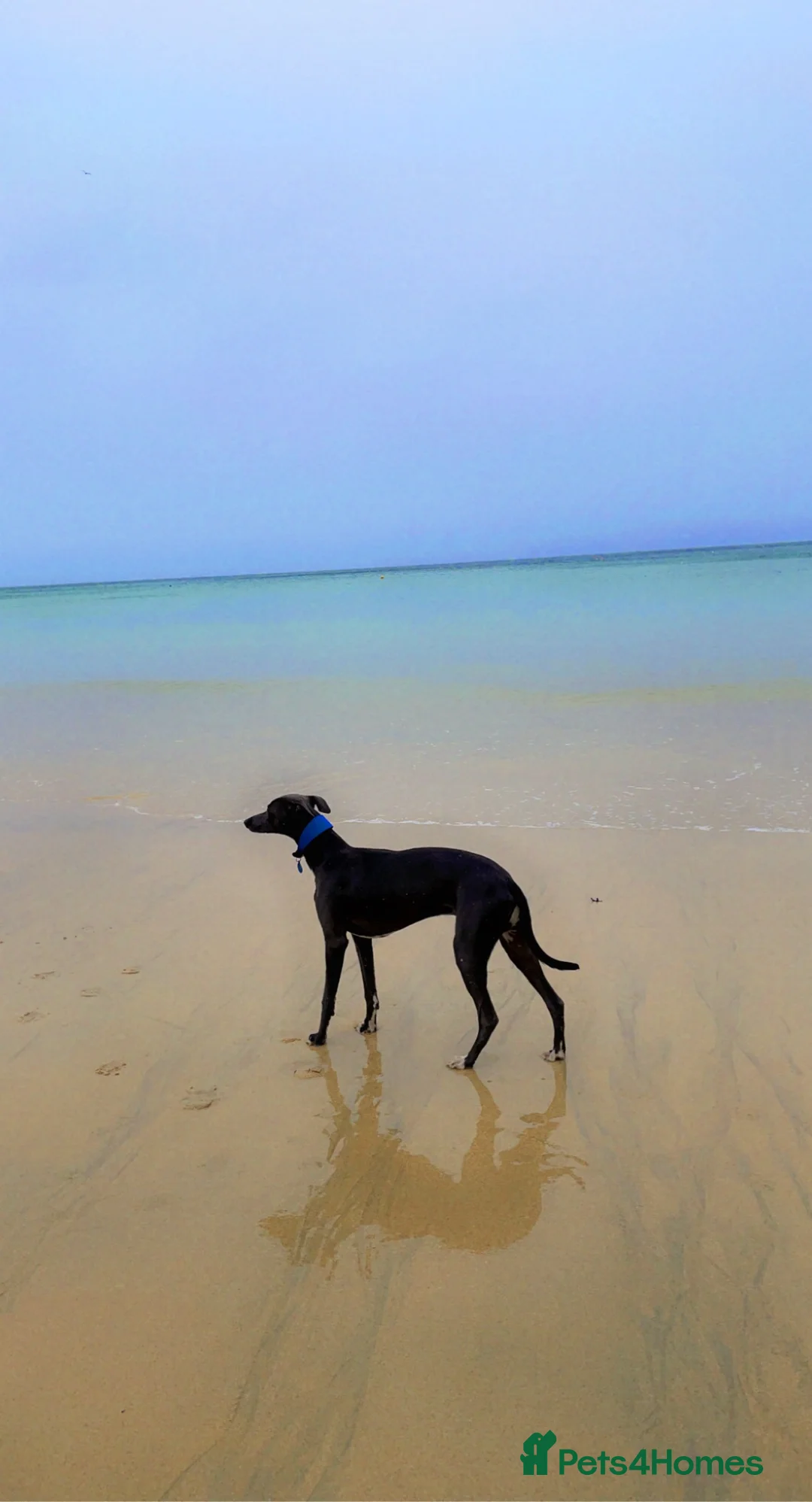 Whippet dogs for stud: Striking blue whippet stud in Banbury - Advert 4