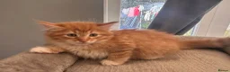 Mixed Breed cats for sale: Ragdoll x Siamese x Maine coon ready to leave  - Advert 3