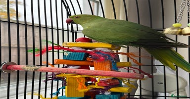 Ringnecks birds - Advert 4