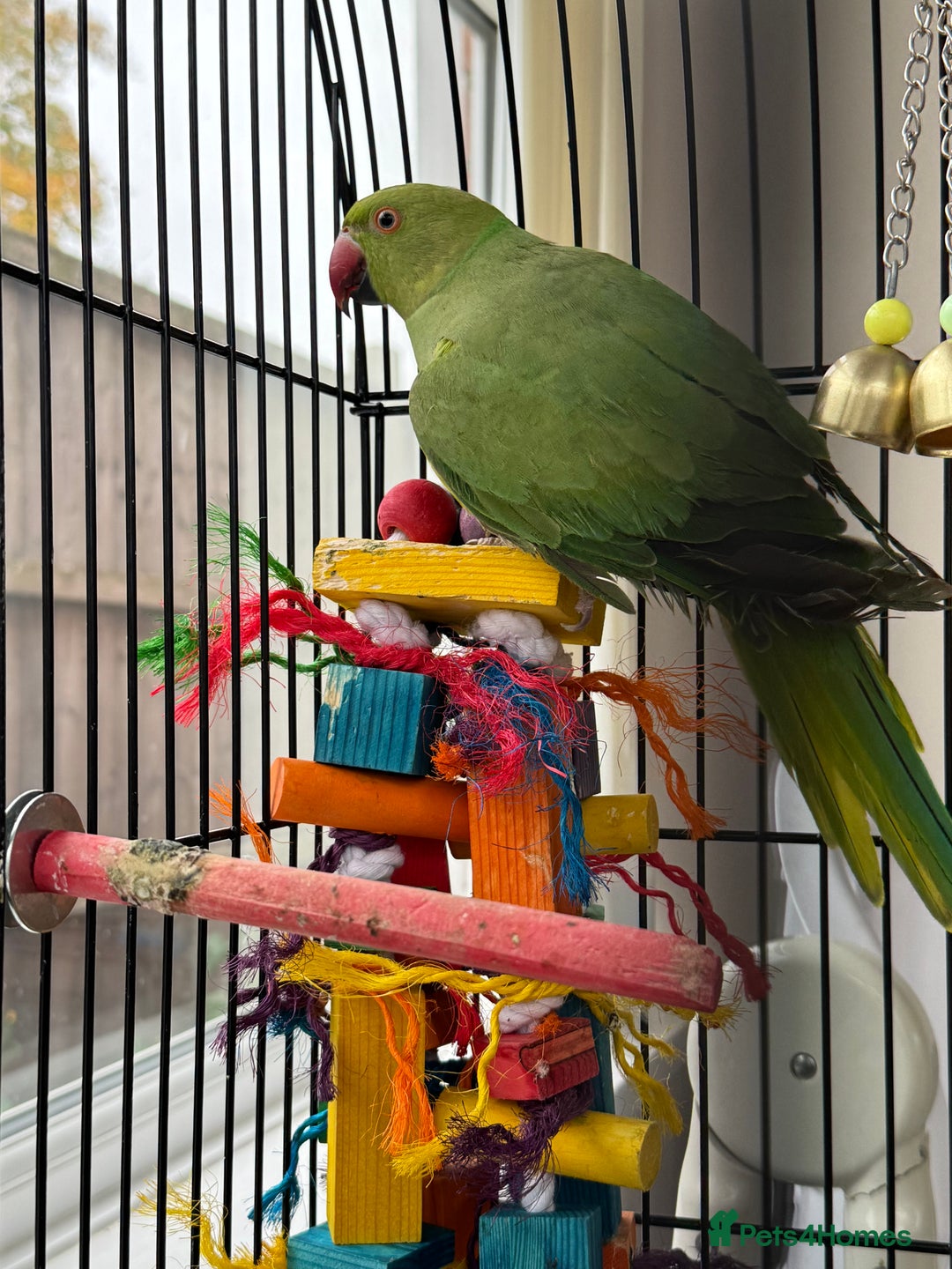 Ringnecks birds for sale: A semi tame green ringneck - Image 2