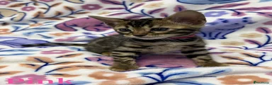 Bengal Kitten Pink
