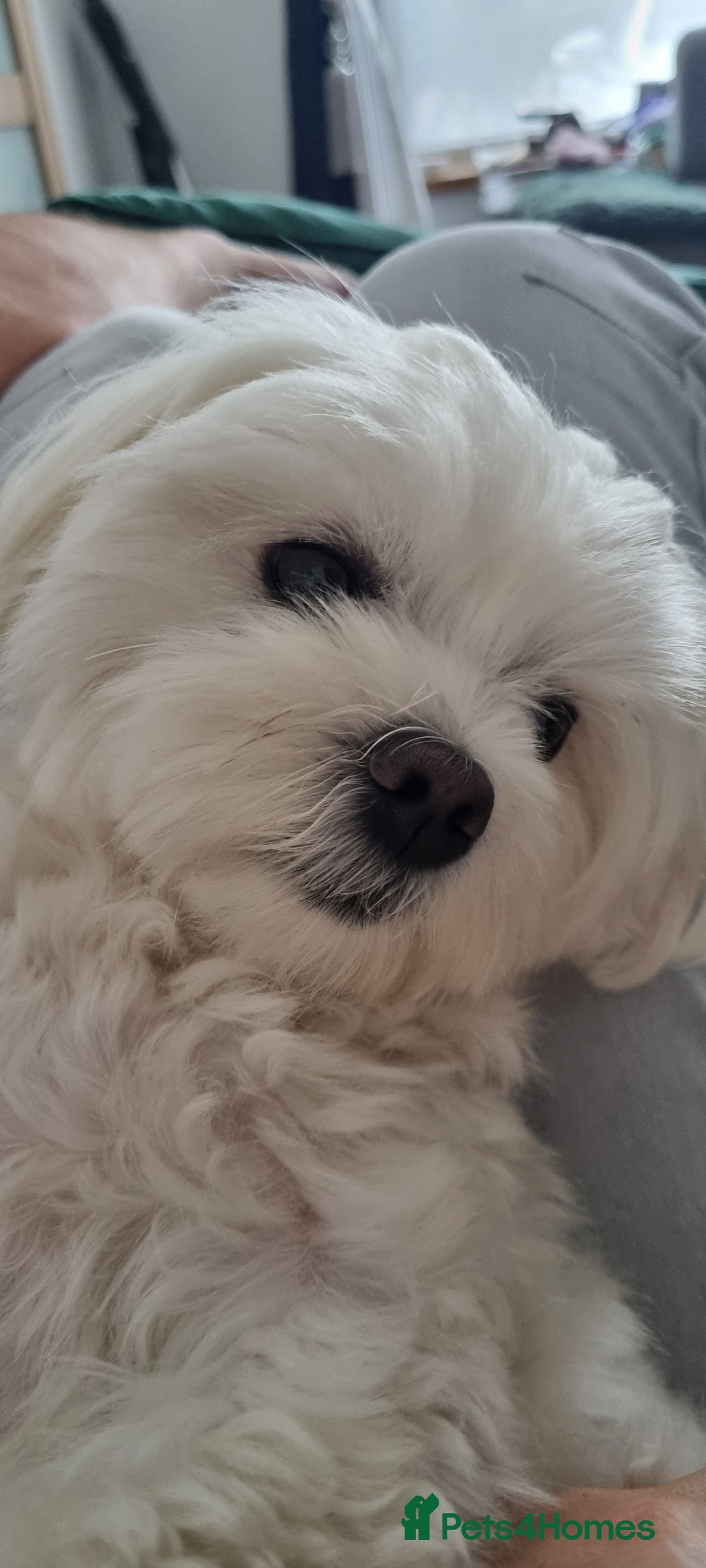 Maltese dogs for stud: Maltese for STUD - Advert 3