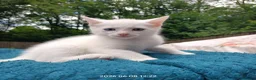 European cats for sale: Adorable Kittens  - Advert 2
