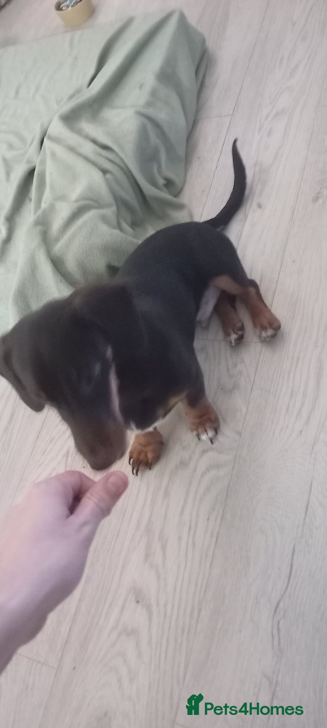 Mixed Breed dogs for sale: Dachaund x jack Russel 6 months old  - Advert 2