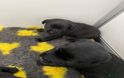 Labrador Retriever dogs for sale: Black Labrador puppies  - Image 3