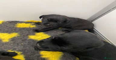 Labrador Retriever dogs - Advert 11
