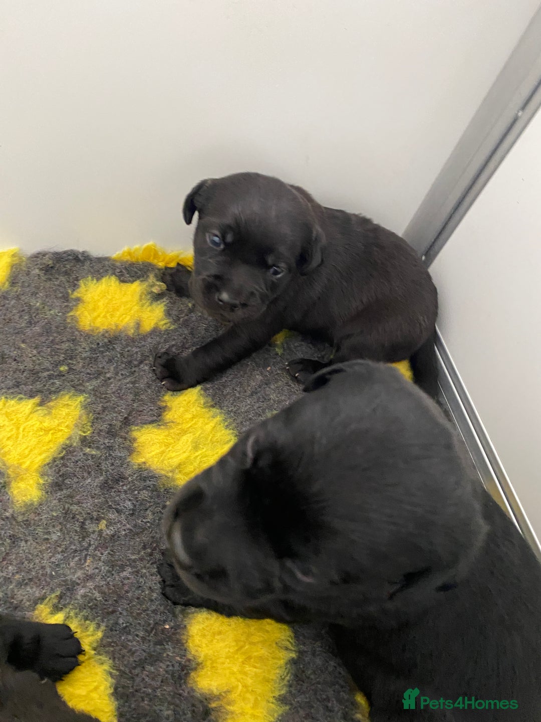 Labrador Retriever dogs for sale: Black Labrador puppies  - Image 3