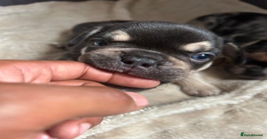 French Bulldog dogs - Advert 11