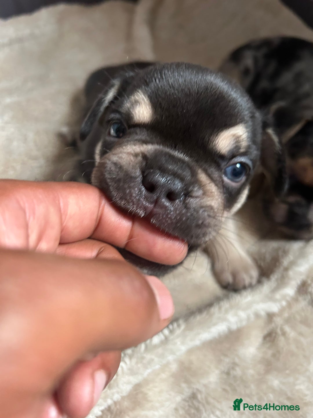 French Bulldog dogs for sale: French bulldog puppies fluffy carriers  - Image 3