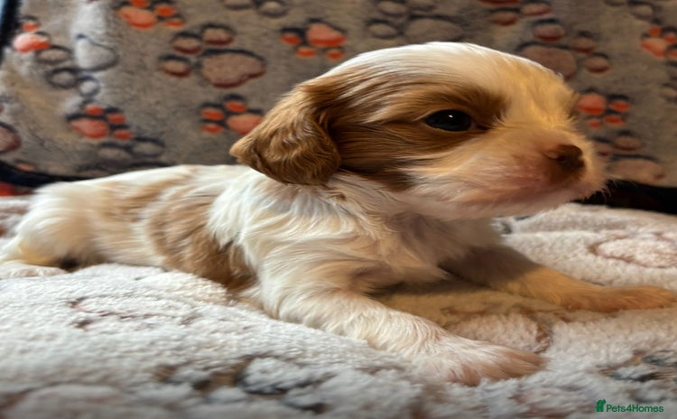 Cavalier King Charles Spaniel dogs - Advert 11