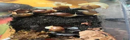 Snails invertebrates for sale: Giant African Land Snails(Achatina Albino Jadatzi) in Lincoln - Advert 2