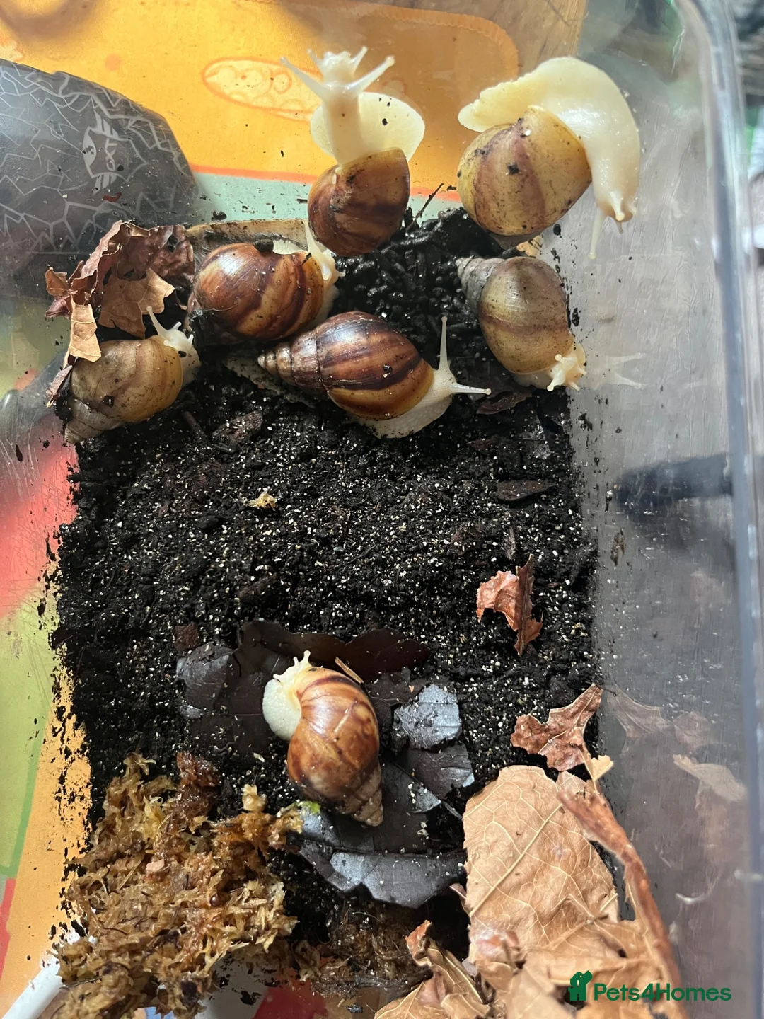 Snails invertebrates for sale: Giant African Land Snails(Achatina Albino Jadatzi) in Lincoln - Advert 2