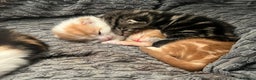 Mixed Breed cats for sale: Mixed breed kittens loving for their forever home - Advert 4