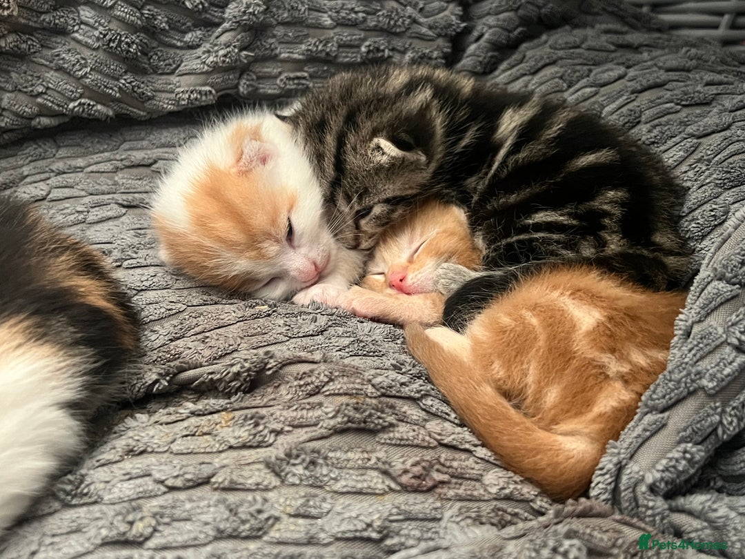 Mixed Breed cats for sale: Mixed breed kittens loving for their forever home - Advert 4