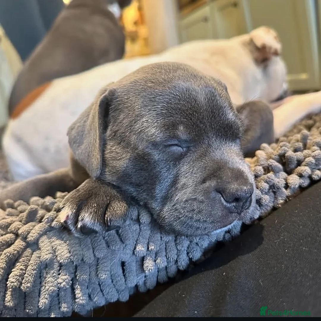 Staffordshire Bull Terrier dogs for sale: 1st Class 100%Staffy puppies Kc Reg - Advert 6