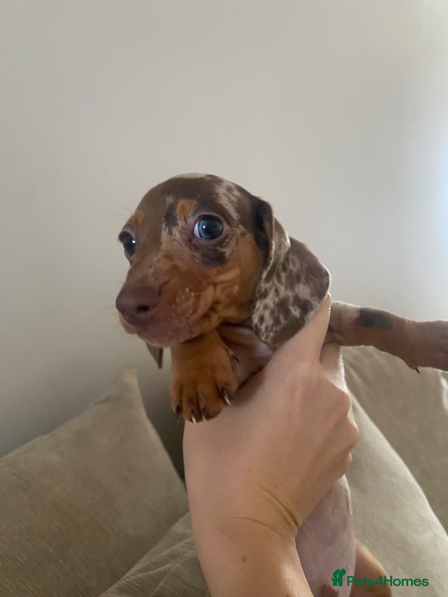 Miniature Dachshund dogs Miniature choc & tan Dachshund  - Advert 14