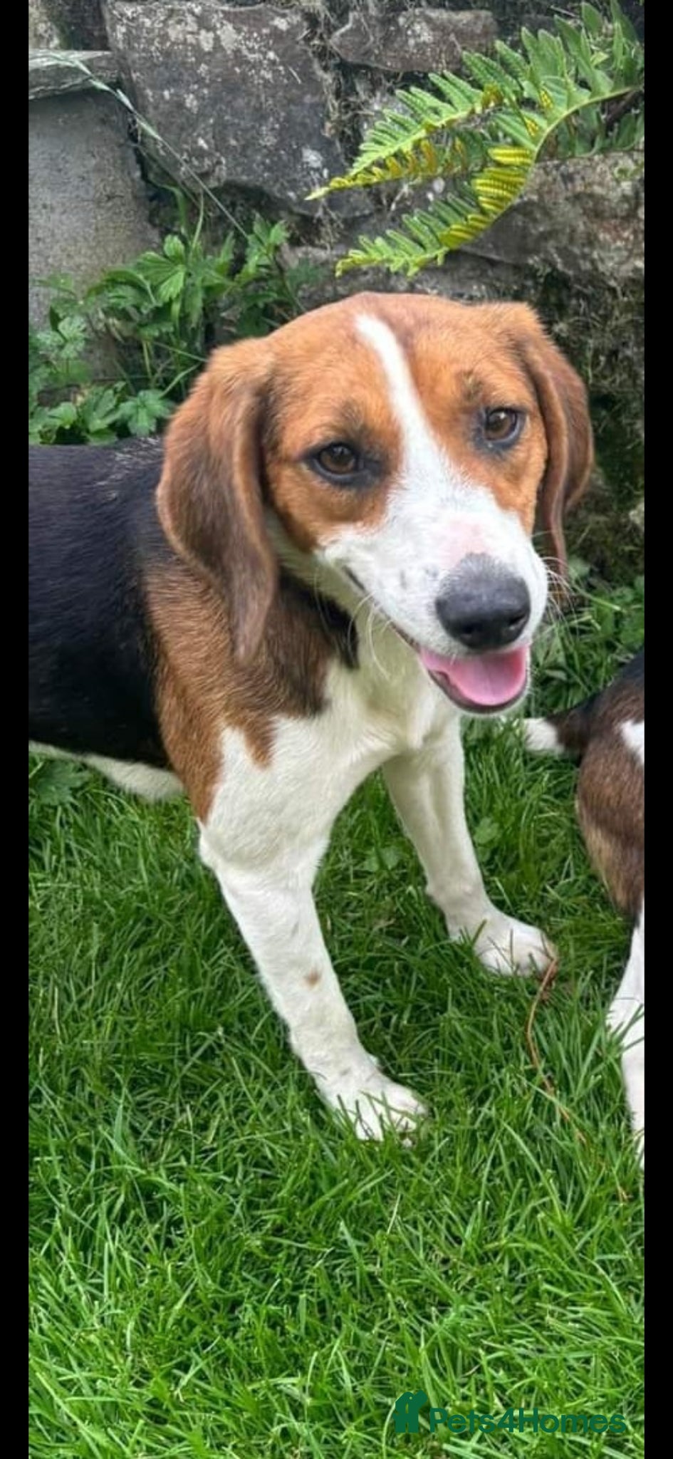 Mixed Breed dogs Beautiful beagle cross puppies  - Advert 10