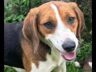 Mixed Breed dogs Beautiful beagle cross puppies - Advert 10