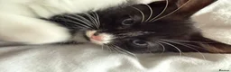 Mixed Breed cats for sale: 3 lovely kittens (2 girls 1 boy) in Luton - Advert 7