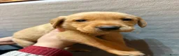 Labrador Retriever dogs for sale: Gorgeous Labrador Puppies - Advert 6