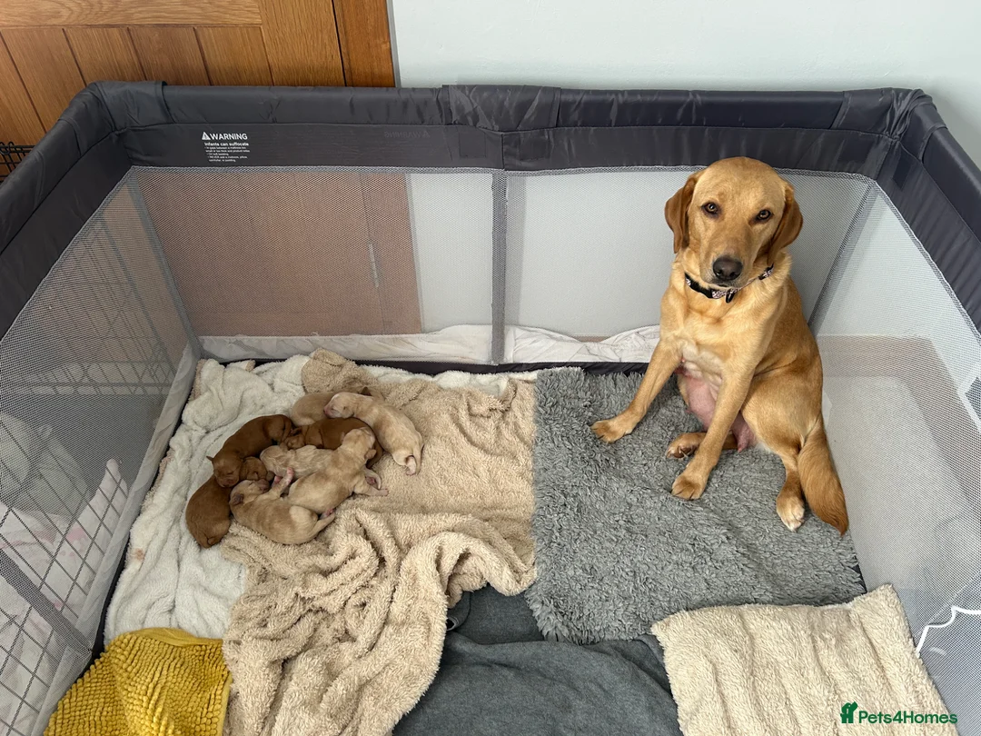 Labradoodle dogs for sale: 5 Males and 2 Female Labradoodle Puppies   in New Romney - Advert 1