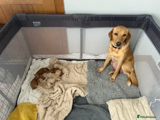 Labradoodle dogs 5 Males and 2 Female Labradoodle Puppies - Advert 3