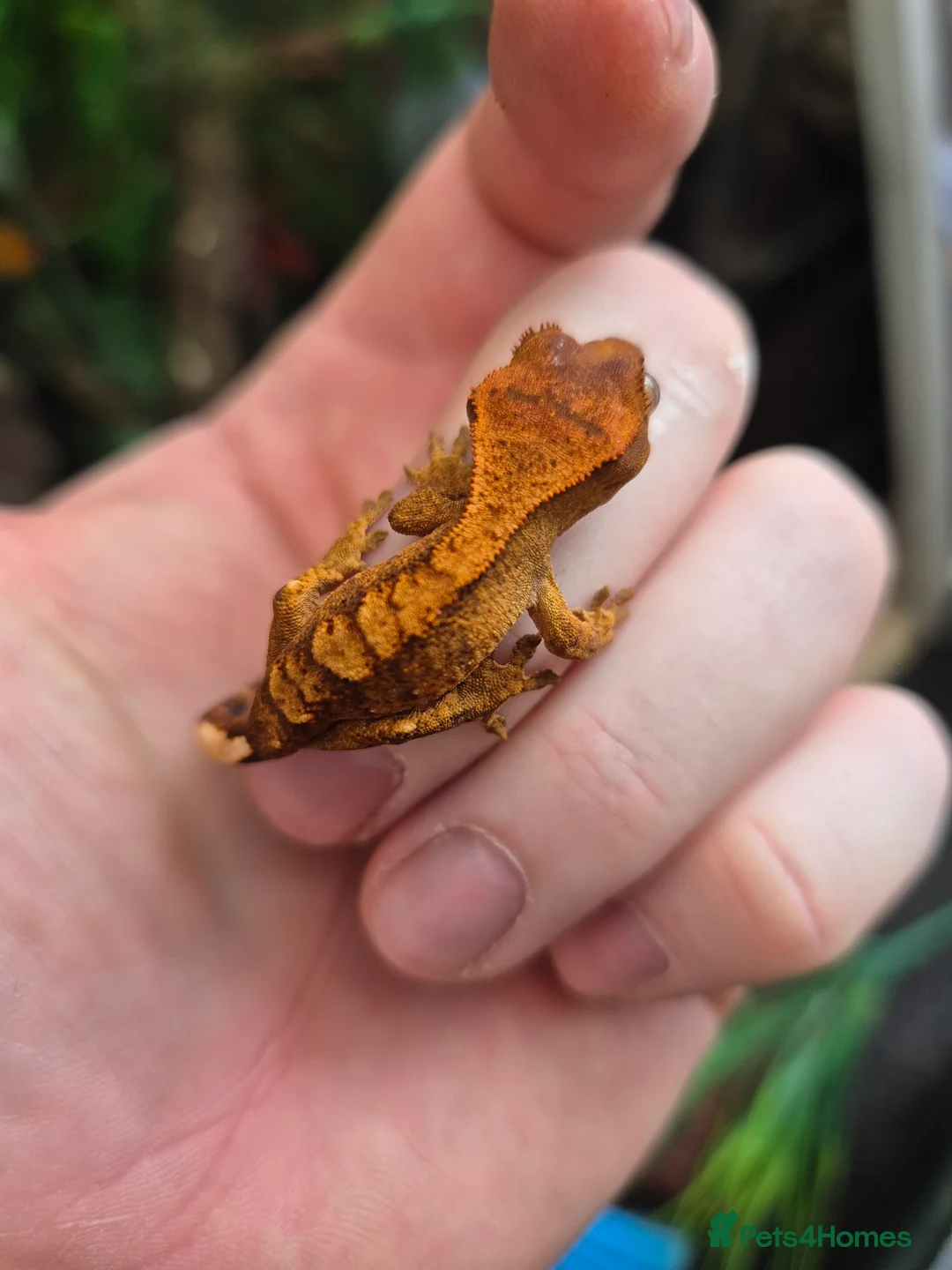 Gecko reptiles for sale: crested geckos, leopard geckos - Advert 6