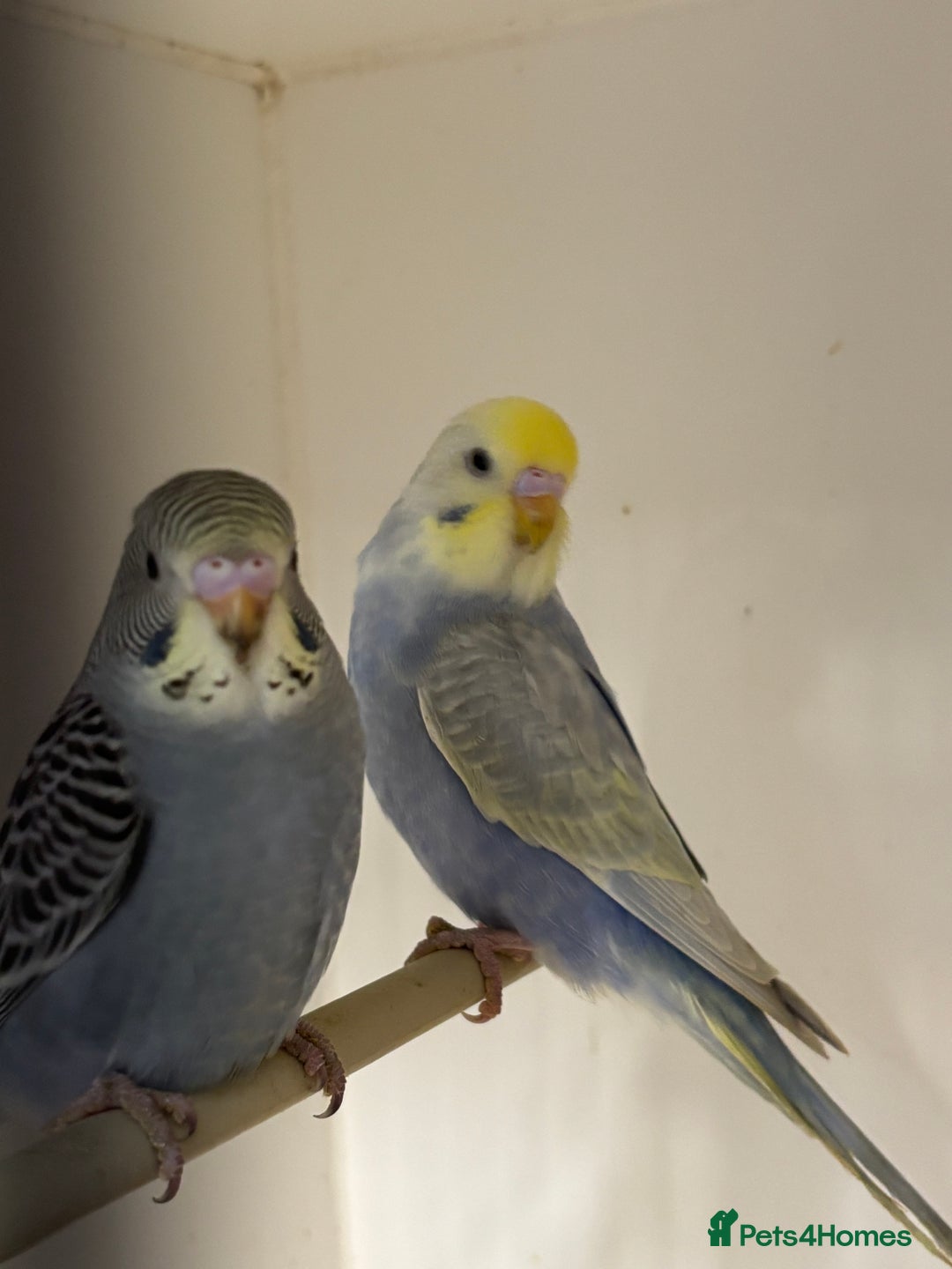 Budgerigars birds for sale: Baby Budgies - Advert 6