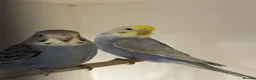Budgerigars birds for sale: Baby Budgies - Advert 6